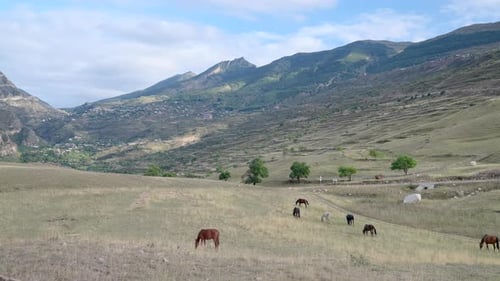 Various Horses Feed Peacefully Amidst Rolling Hills And Distant Village Under Sunny Mountain Skyline