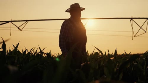 Farmer Standing in Cornfield at Golden Sunset