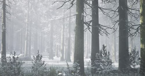 Snow Covered Forest in Winter with Tall Trees and Frosty Landscape