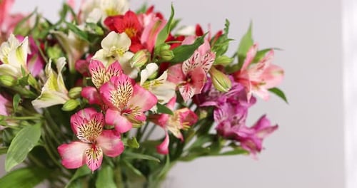 Bouquet of alstroemeria flowers near white wall, closeup. Camera moving left