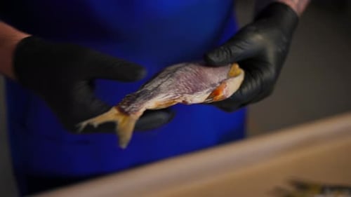 Closeup Dried Fish in Male Caucasian Hands in Gloves
