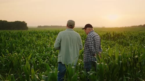 Agricultural Business Father And Son Farmers Standing In Field And Discussing Plan Of Seeding
