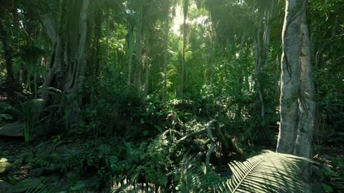 Slow Camera Movement Through Lush Green Jungle