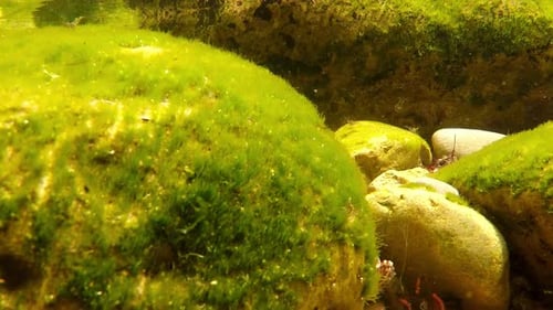 Unterwasseransicht von algenbedeckten Felsen im Lebensraum eines klaren Süßwasserbachs