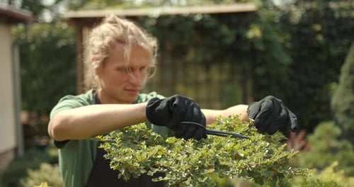 A Young Man Gardener Using Pruning Tree Trimming Bonsai Tree