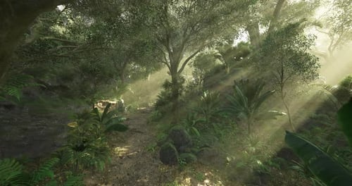Peaceful Journey Through a Sunlit Tropical Forest Path