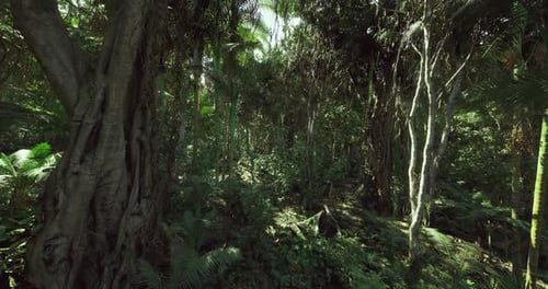 Lush Green Tropical Jungle Exploration Loop