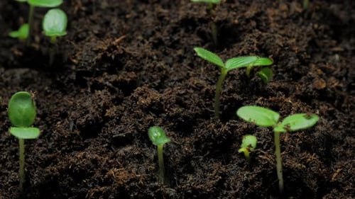 Growing seeds rising from soil time lapse 4k footage.