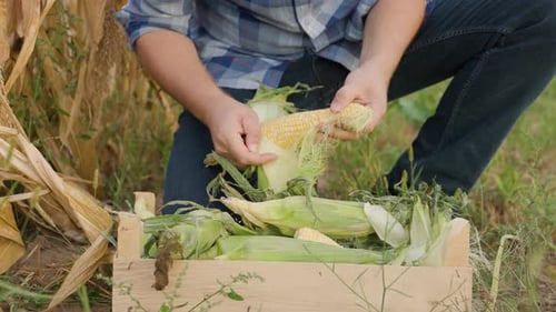 Person Husking Corn in Field, Crate of Corn