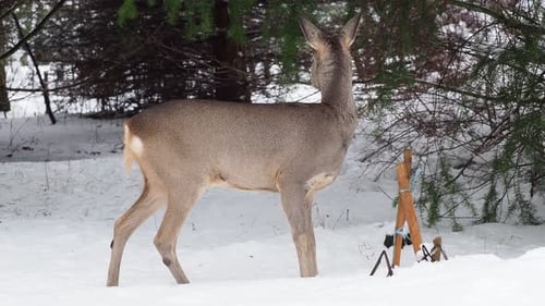 Deer Standing in Snowy Winter Forest