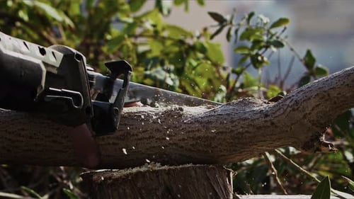 Sawing Wood In Nature 6