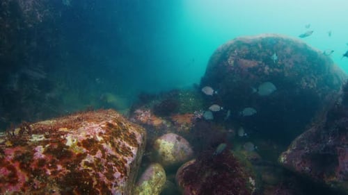 Underwater View of the Reef in Atlantic Ocean Murky Cold Water and Rocks on the Bottom with Few