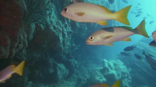 Scuba Diving through a cave with fish in the blue sea of the Atlantic Ocean, Cape Verde