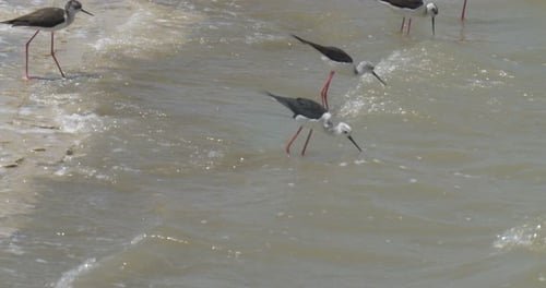 Schwarzgeflügelte Stelzen ernähren sich in Salzpfannen