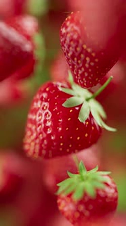 Looping animation of a group of strawberry. Defocus. Close-up.