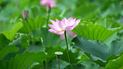 A Beautiful Pink Lotus Flower Blooming Among Large Green Lily Pads