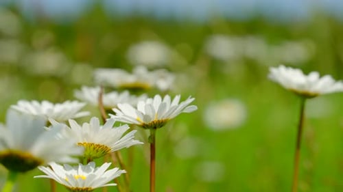Medicinal chamomile flowers bloom in the field