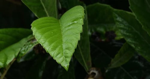 Rain and droplets on leaves of Mespilus germanica.