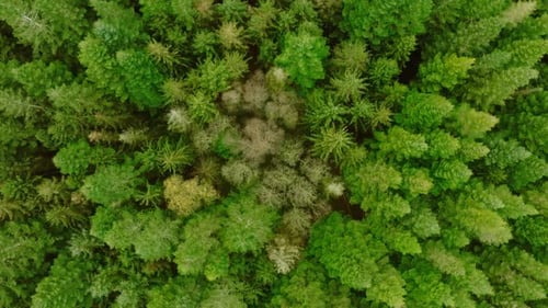 Aerial Birds Eye View of Dense Green Forest