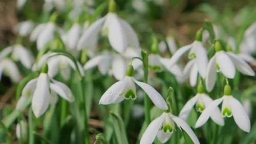Snowdrop Pollinated By Bee During Early Spring in Forest Snowdrops Flower Spring White Snowdrops