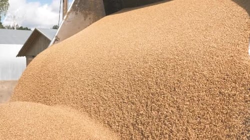 Golden grain harvested and transported to the warehouse ready for sale