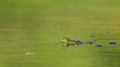 Close up of a frog in its natural habitat green pond.