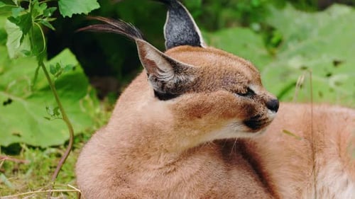 Karakal liegt mit zur Seite gedrehtem Kopf und geschlossenen Augen im Gras und zeigt ein langes schwarzes Ohr