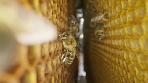 Bees Working Inside Honeycomb Close Up