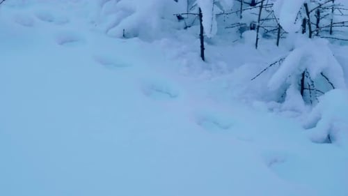 Snowy Forest Path with Footprints