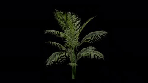 Areca Nut Palm Plant blowing in the wind. Betel Tree with Transparent Background. Loop Animation