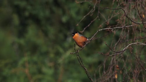Bullfinch Perched Delicately on Bare Branch in Forest