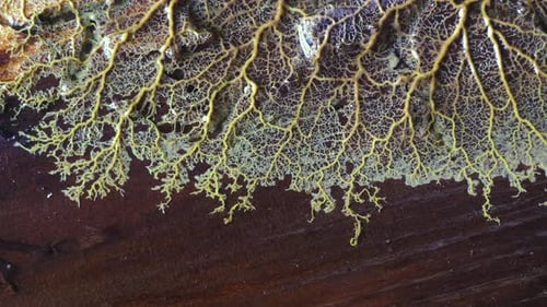 Yellow Slime Mold Creeping on Wood in Macro Shot