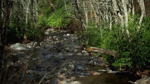 POV Close Up of Calm Forest Stream Flows Through Rocks and Dense Green Vegetation Beneath Tall Trees