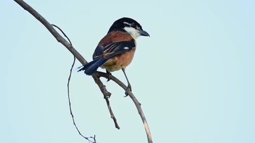Rufous-backed Shrike, Lanius schach; swinging on a branch as the wind blows then it jumps off to cat