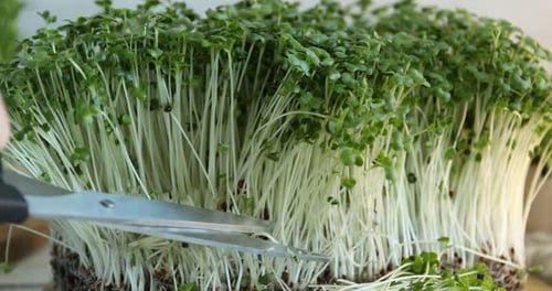 Harvesting Healthy Microgreens with Scissors Indoors, Close-Up