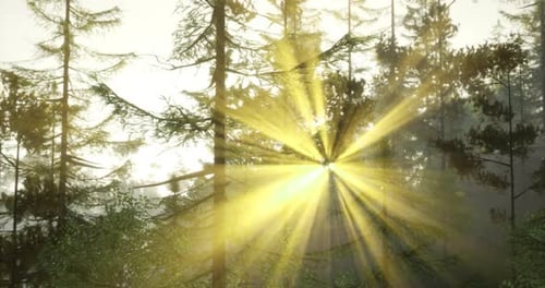 Sunlight Filtering Through Trees Creates a Golden Glow in the Forest