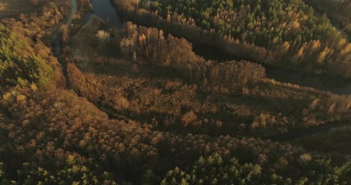 Aerial View Autumn Forest Drone Flyover Brown Trees