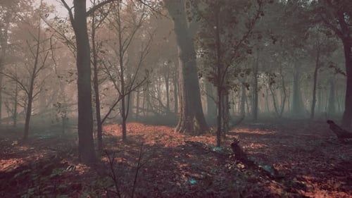 Warm Autumn Scenery in a Forest