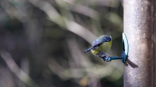 4K-Zeitlupenaufnahmen eines Vogels, der auf einer Vogelsämaschine landet und Samen frisst.