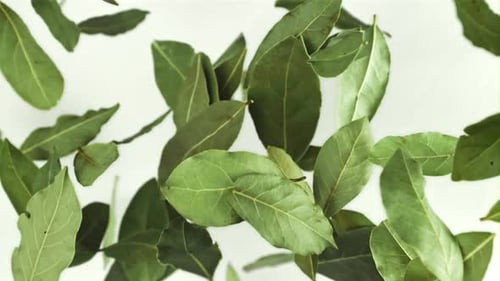 Bay Leaf Flies Up and Falls Filmed is Slow Motion 1000 Fps