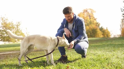 A Man Walks with His Dog in the Autumn Forest Park a Young Man Gives Commands to a Dog While Walking
