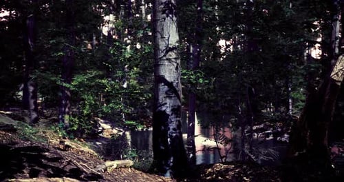 Sunlight Filters Through Trees Near a Serene Lakeside Setting in a Forest