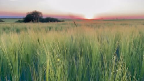 Granja agrícola Campo verde de trigo temprano al atardecer, puesta de sol, movimiento de la luz del sol, hierba verde