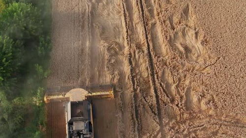 Aerial view of combine harvesting. Combine harvester collects ripe wheat om a big field.