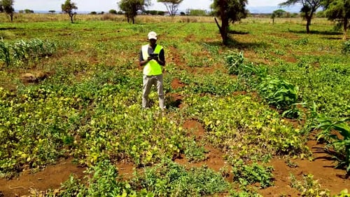 Rural agricultural farms in Kenya. Drone pilot land survey. Smart Agriculture technology.