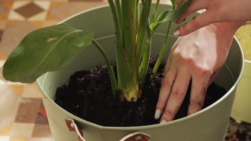 A Young Gardener Hostess Transplants Flower Pots and Works with the Soil Concept of Planting and