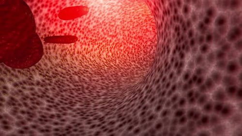 Red Blood Cells Flowing in Blood Vessel Loop Animation