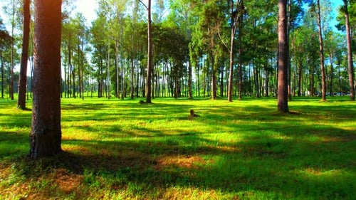 Drone is flying in the pine forest above the lawn with sunlight