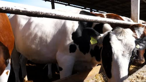 Long Row of Cattle Chewing Fodder at Milk Factory Curious Cows Look Into Camera Eating Hay on Dairy