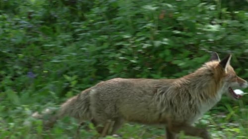 Red Fox, vulpes vulpes, Adult walking in the Forest, Normandy in France, Real Time